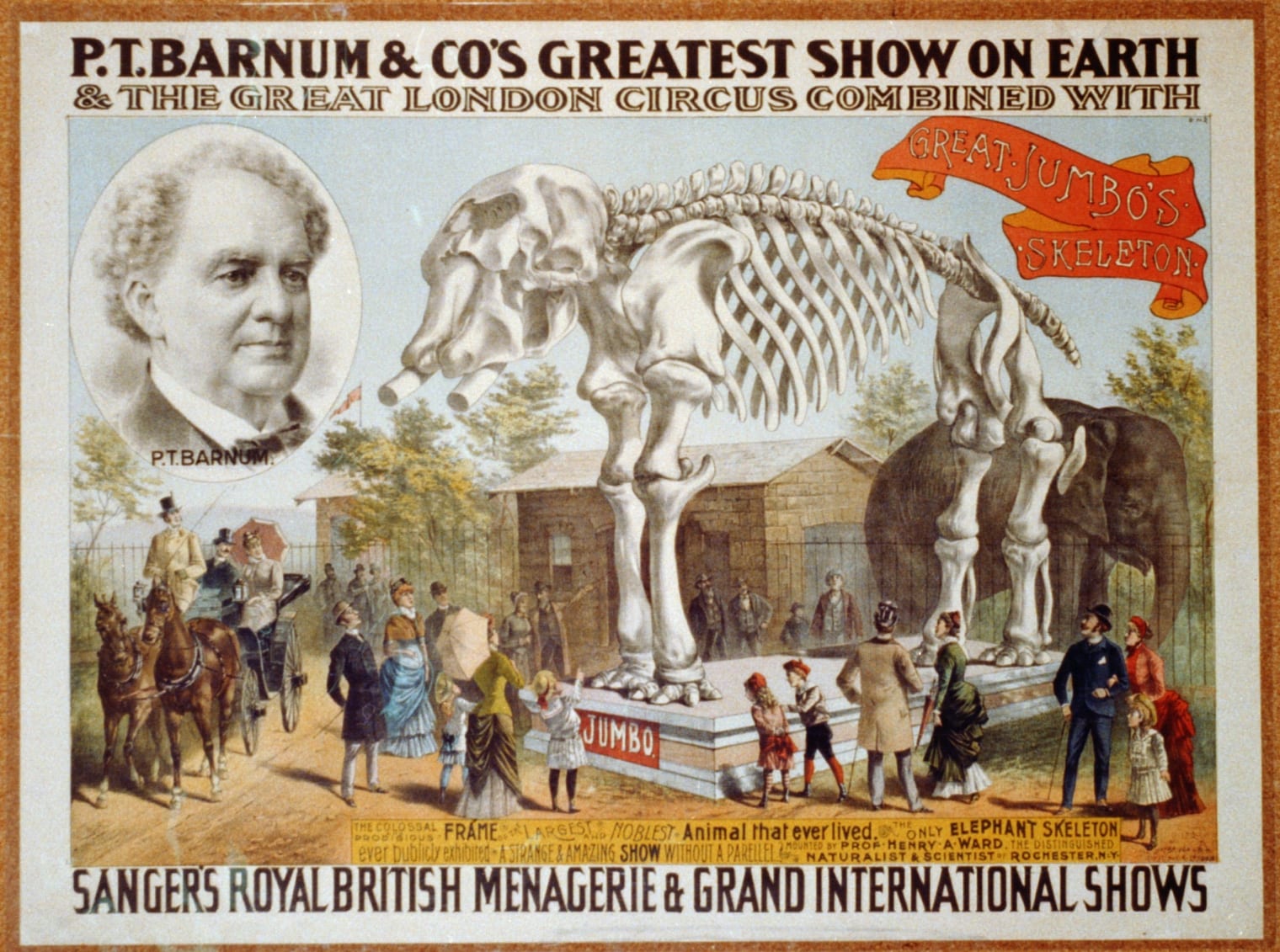 A colour circus poster headed “P. T. Barnum & Co’s Greatest Show on Earth & the Great London Circus Combined”, showing a huge mounted elephant skeleton on a plinth labelled “Jumbo” with the stuffed elephant behind it, a crowd of visitors and a portrait of Barnum.