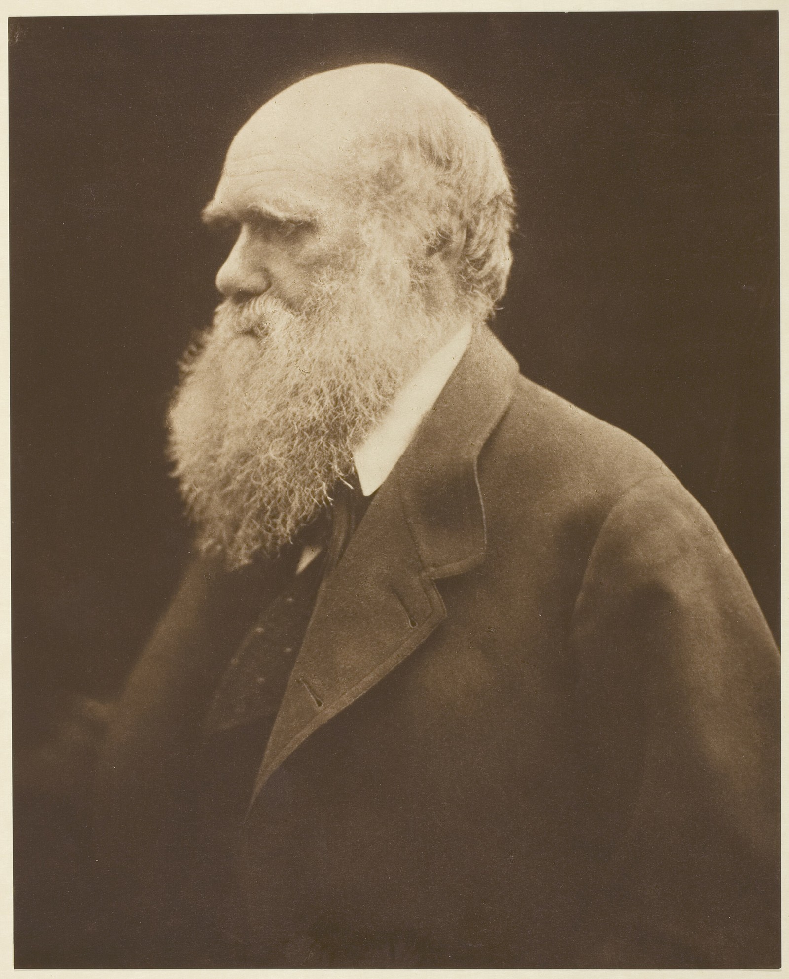 Julia Margaret Cameron’s profile portrait of Charles Darwin, photographed about 1868.
