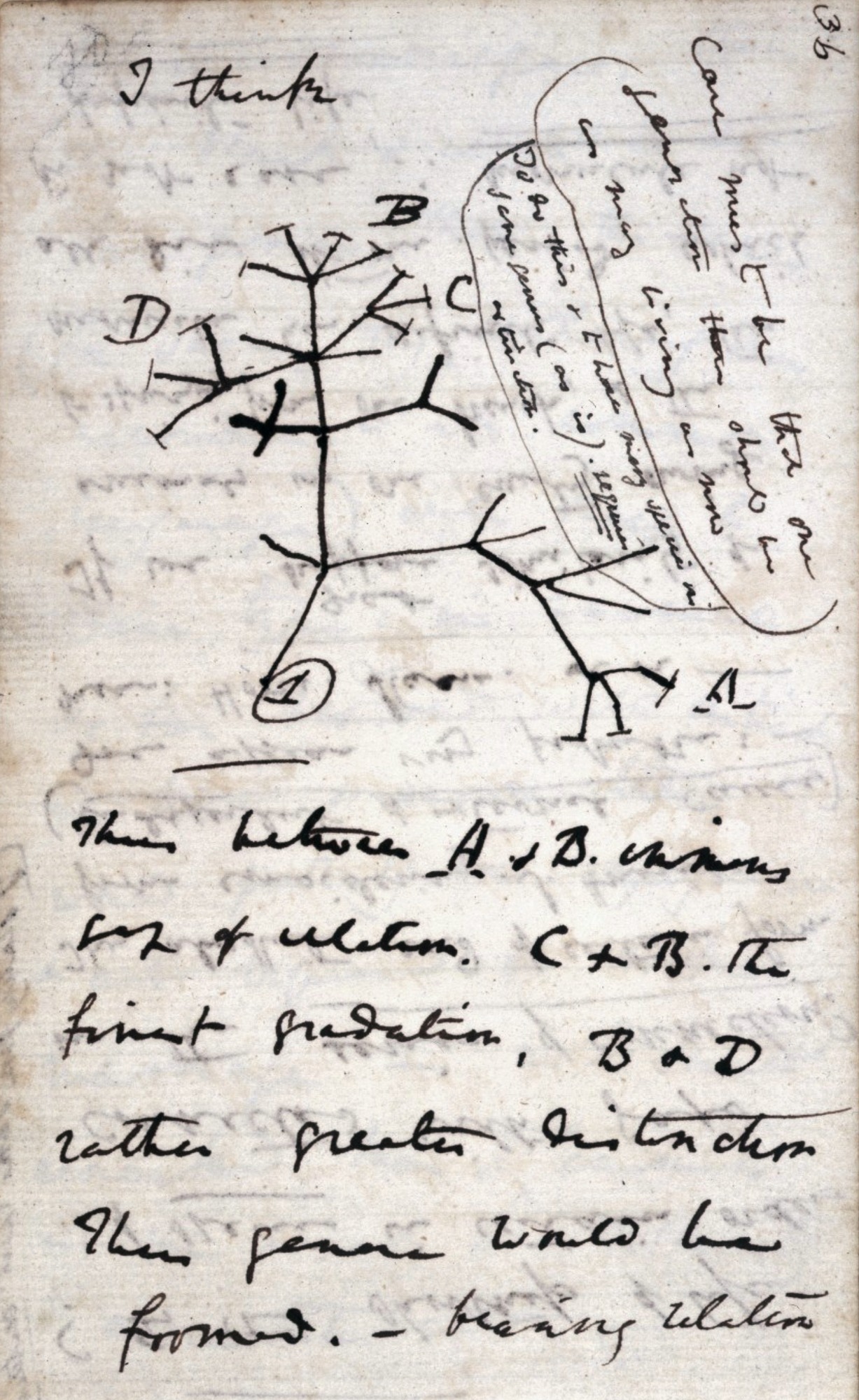 Page 36 of Darwin’s Notebook B, with “I think” above a branching diagram and handwritten notes.